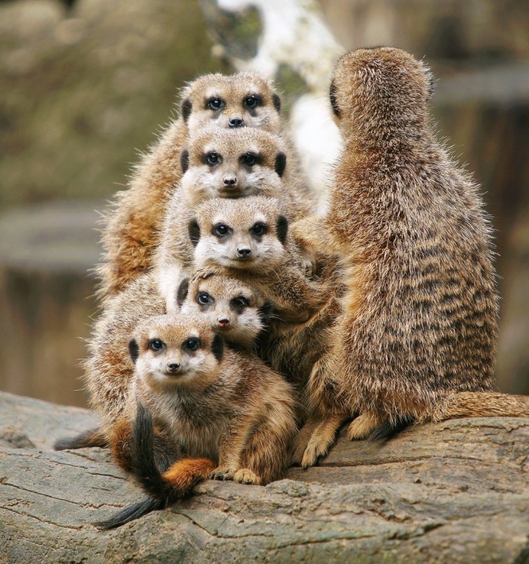 Забавные животные