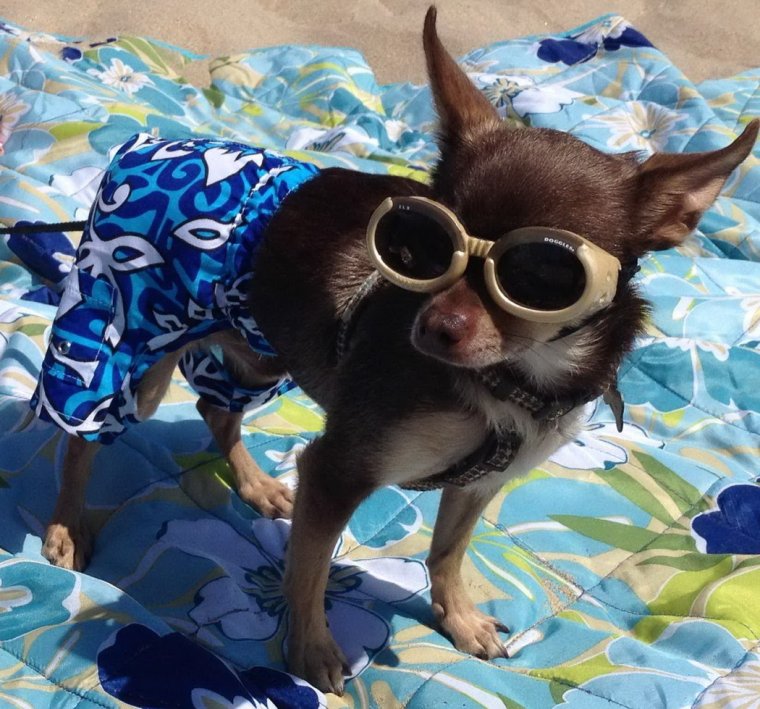 Забавные зверушки