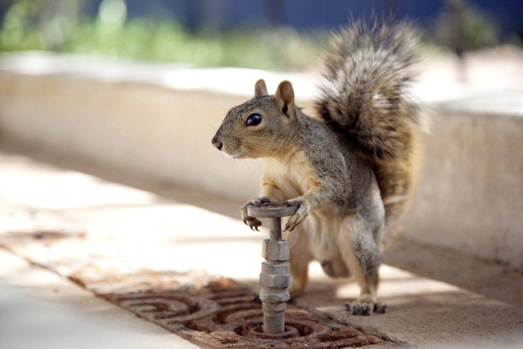 Забавные животные