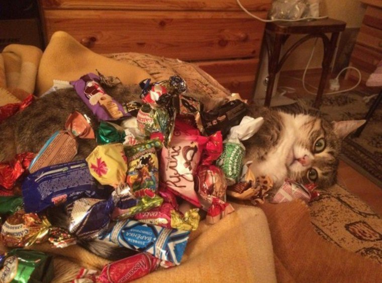 Конфеты для кошек