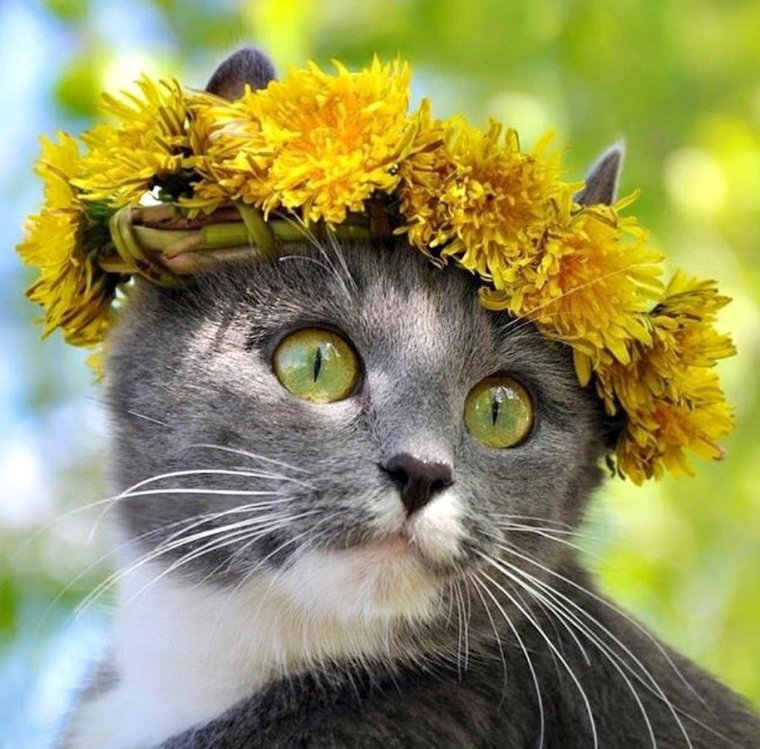 Кот и одуванчик