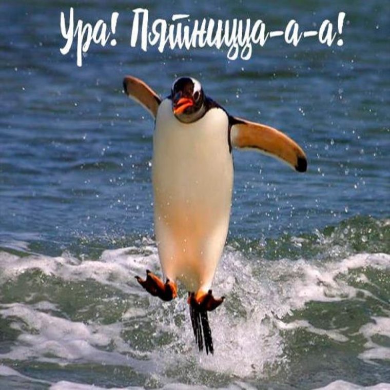 Доброе утро Пингвин