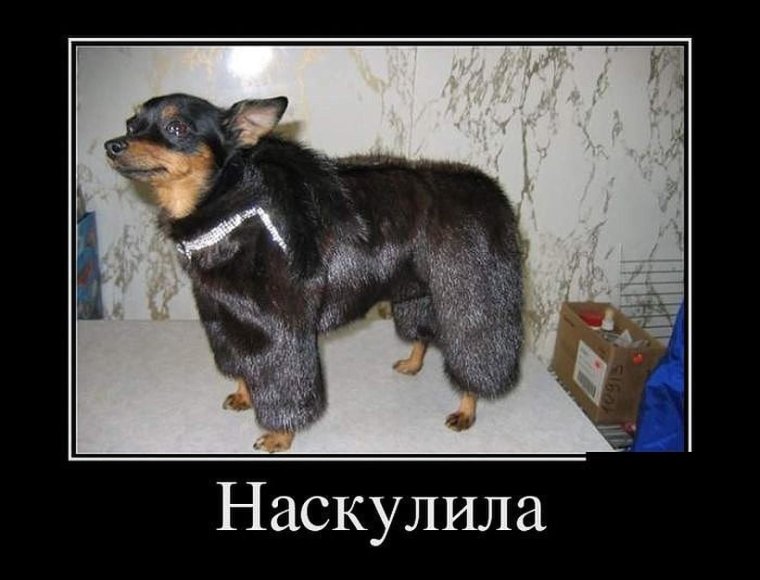 Шуба прикол