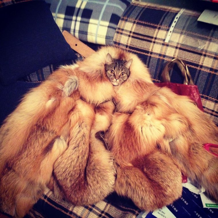 Смешная шуба