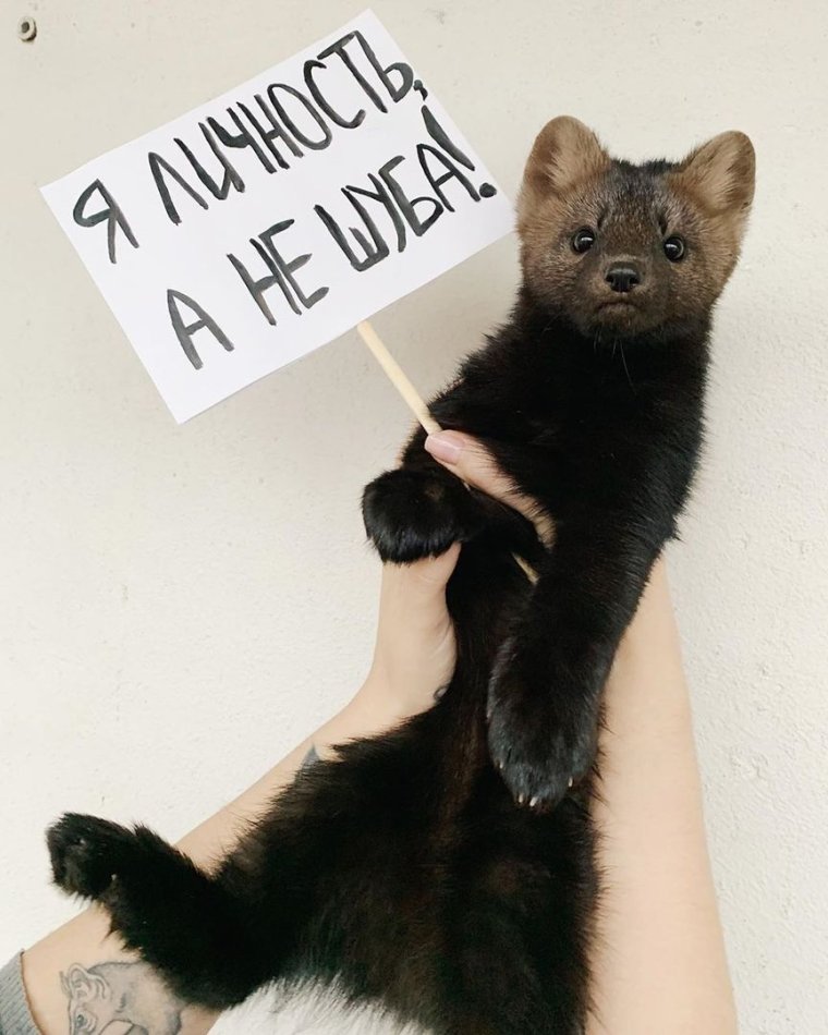 Девушка выкупила соболя