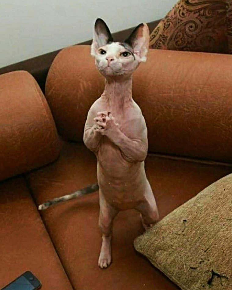 Смешные сфинксы с надписями