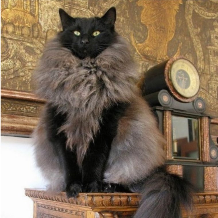 Коты в шубах