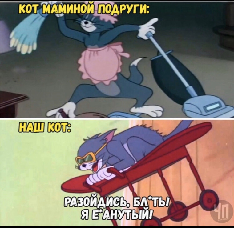 Кот том на самолете Мем