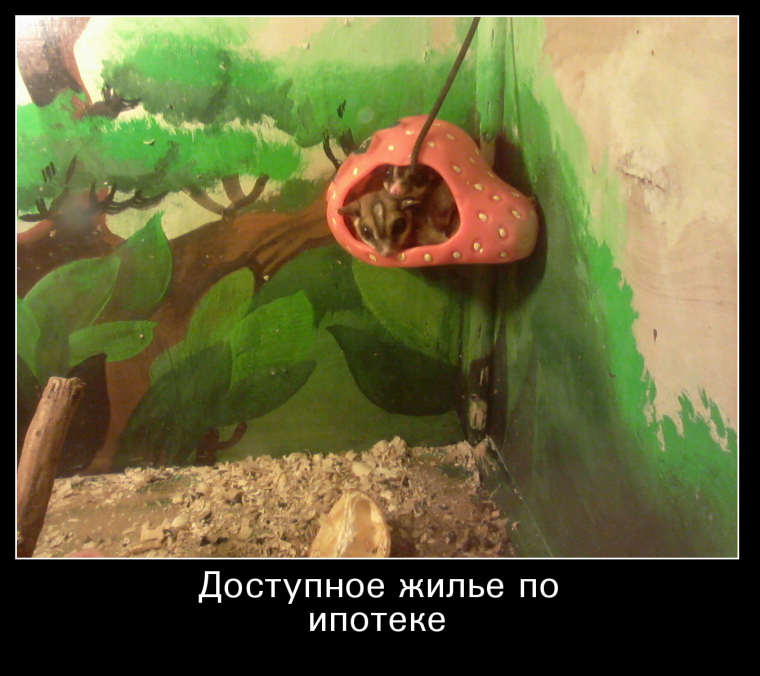 Доступное жилье демотиваторы