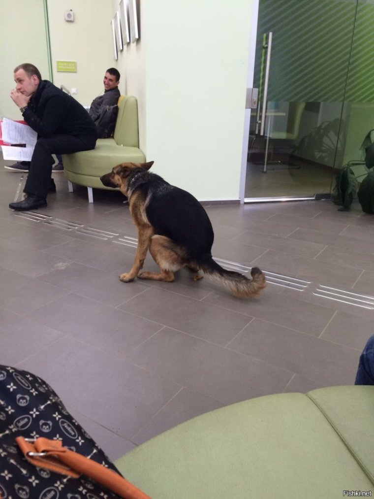 Собака какает в Сбербанке