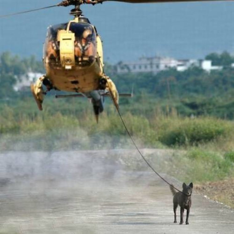Собака вертолет