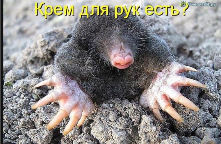 Крот прикол