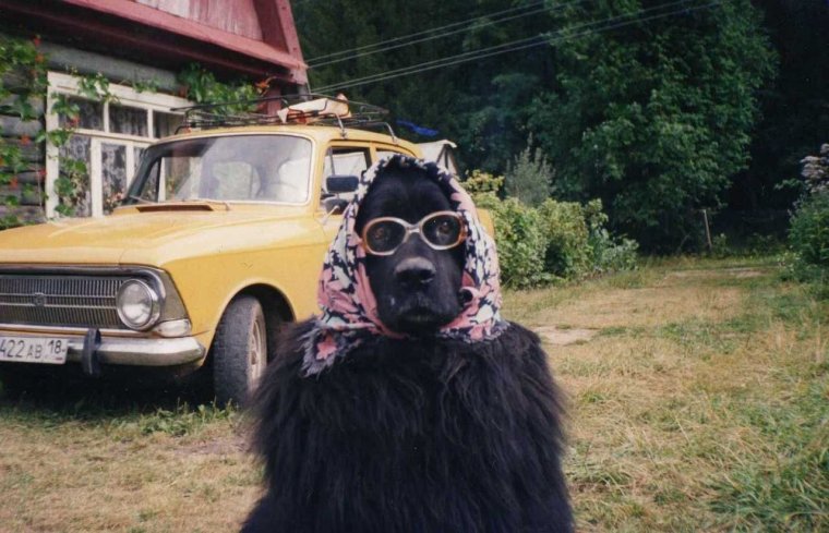 Собака в жигулях
