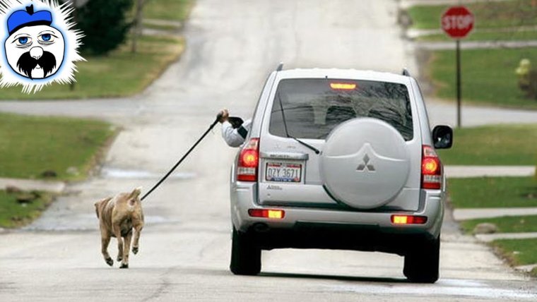 Выгуливает собаку из машины