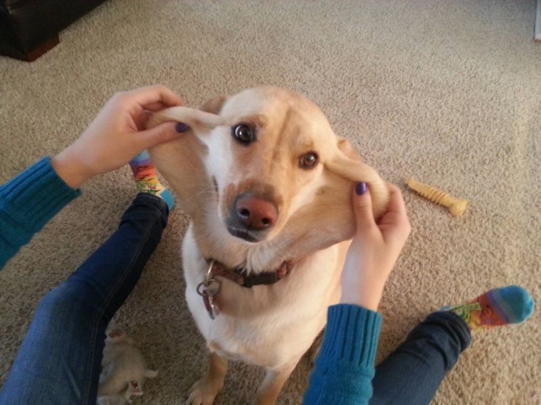 Видеоролики про собак смешные