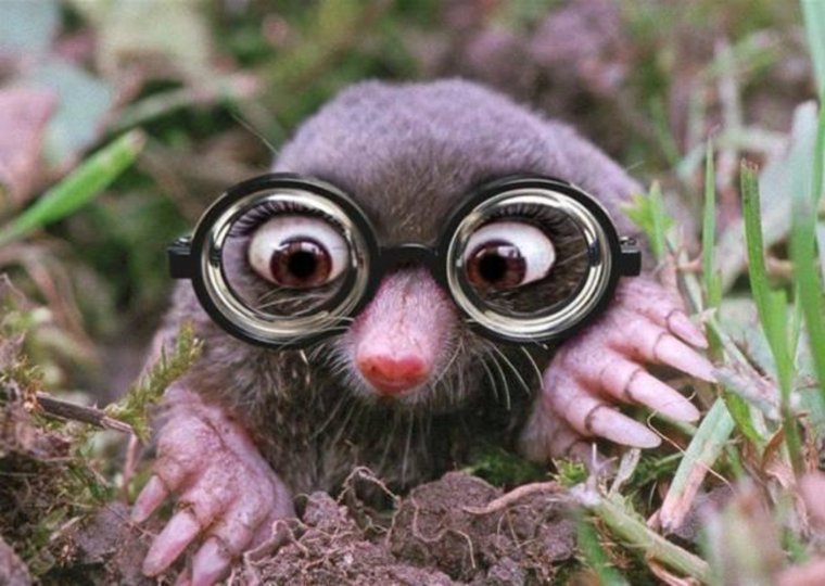 Слепой Крот