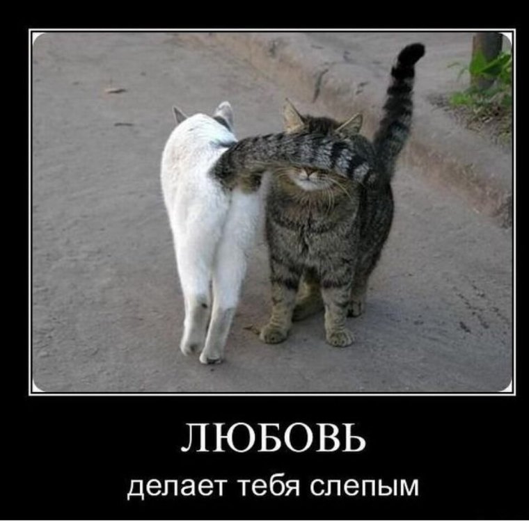 Прикольные демотиваторы