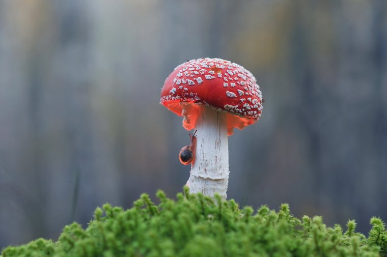 Мухомор с улиткой