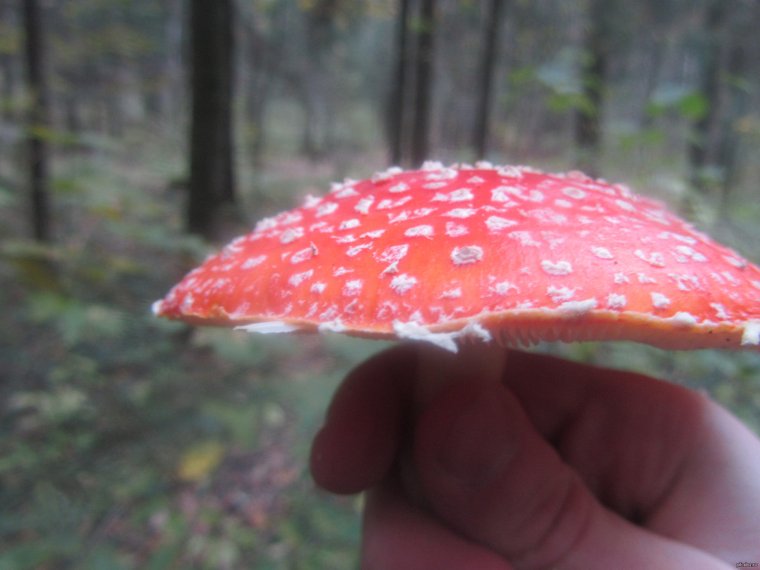 Мухоморовый трип