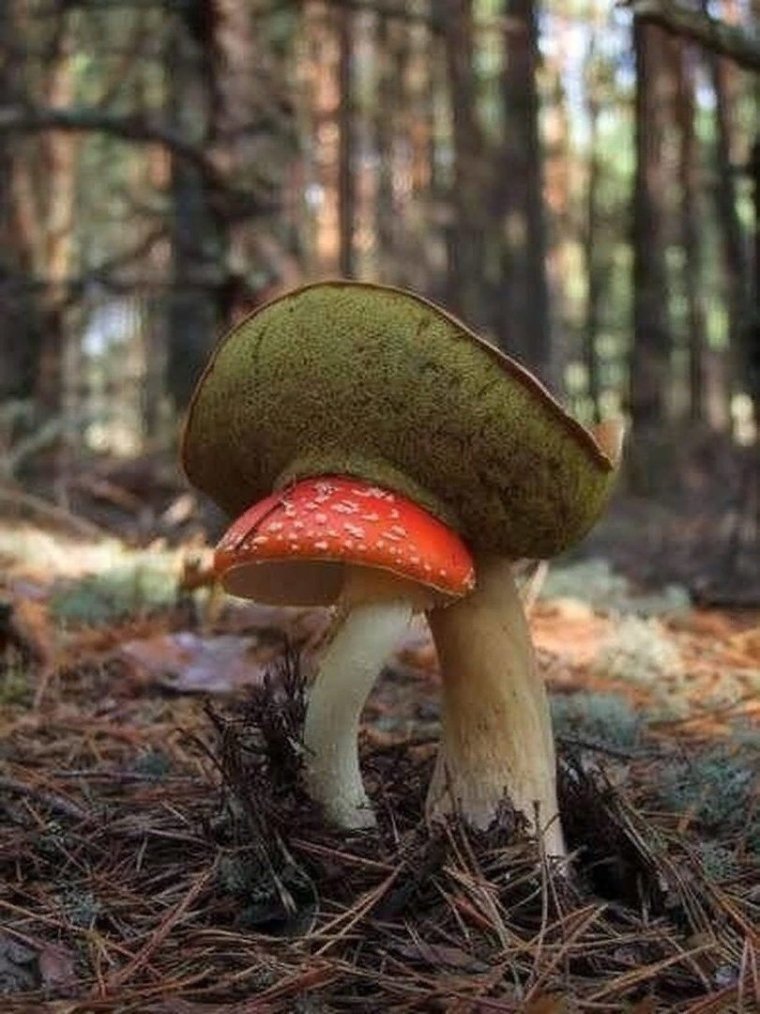 Смешные грибы