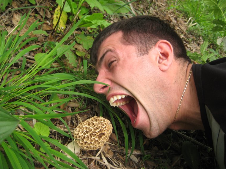 Живые грибы: