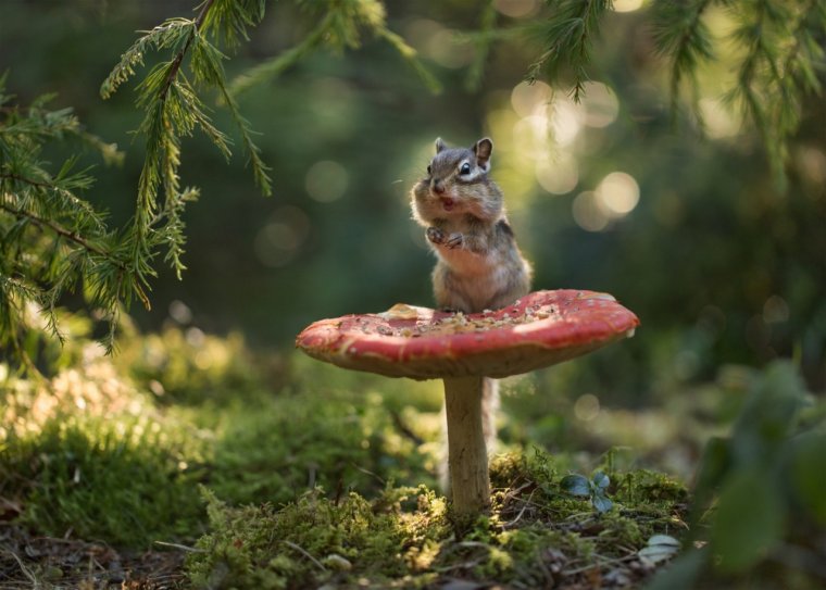 Гриб Машрум