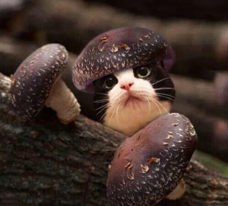 Мухомор панацея