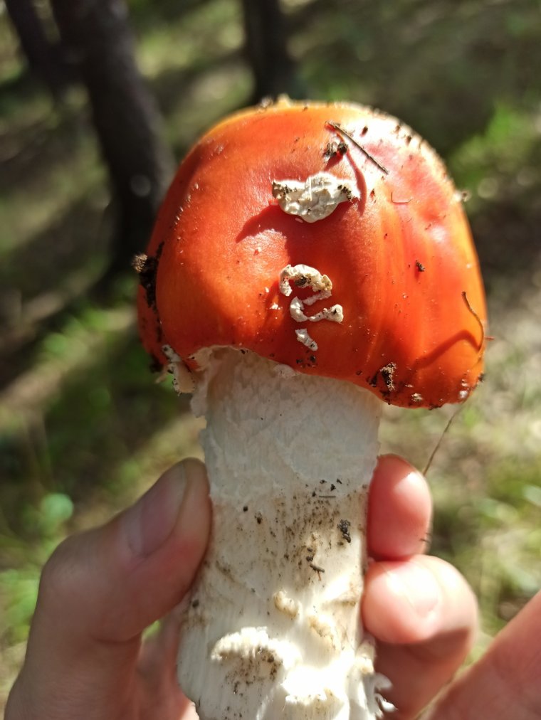 Поганка Мухоморовна