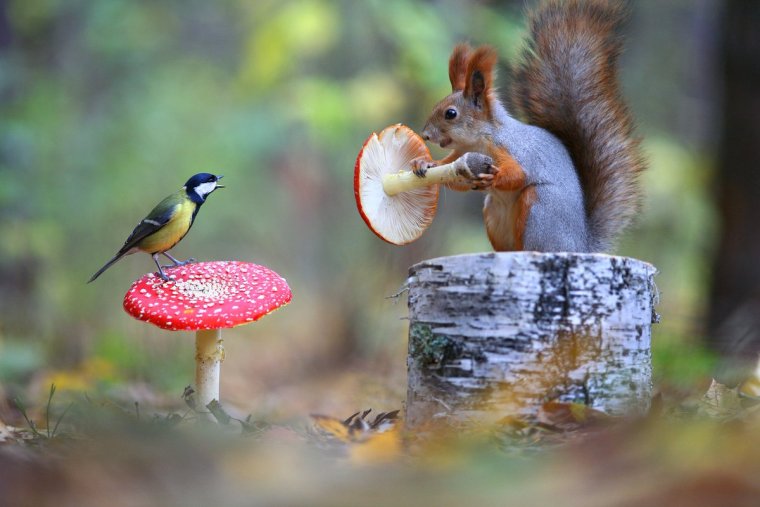 Сибирские шаманки мухомор