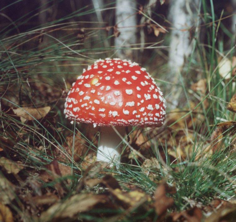 Прикольный грибник