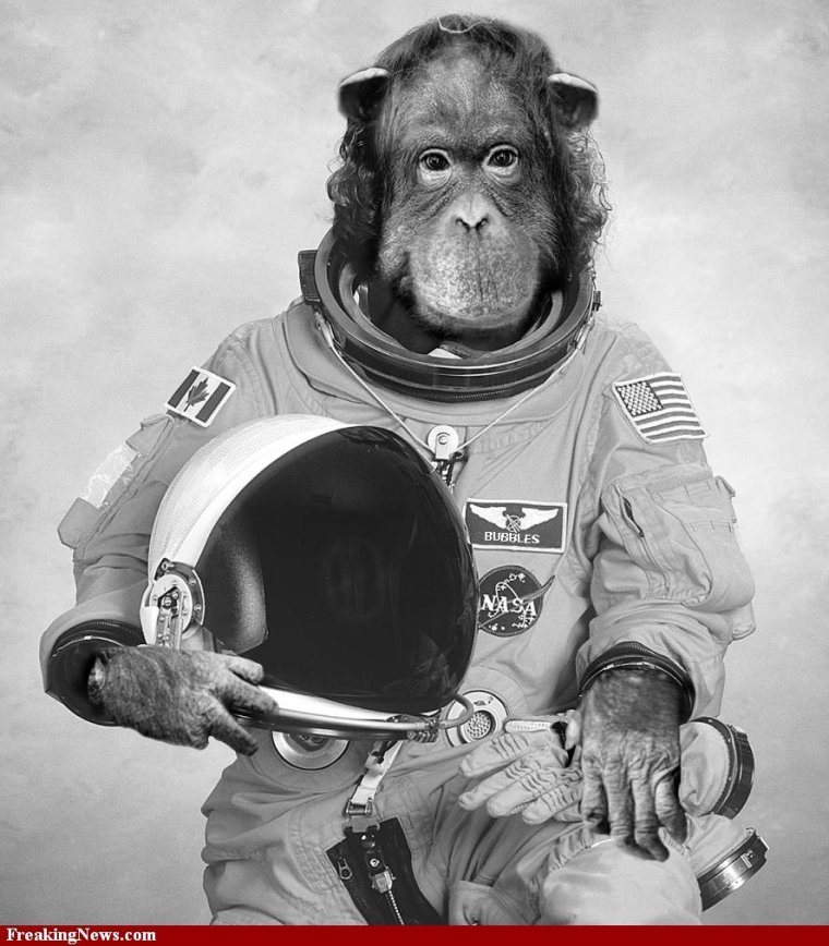Хэм обезьяна космонавт