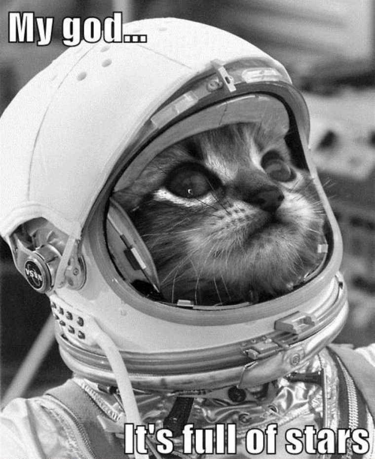 Кошка в скафандре