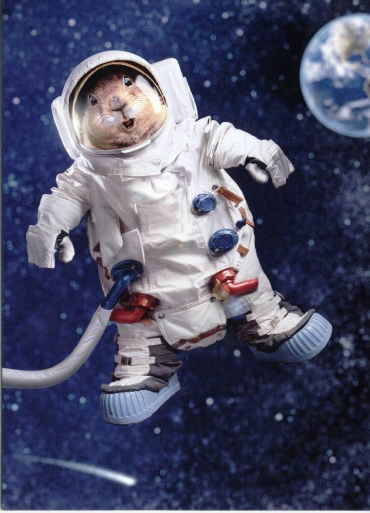 Хомяк в скафандре