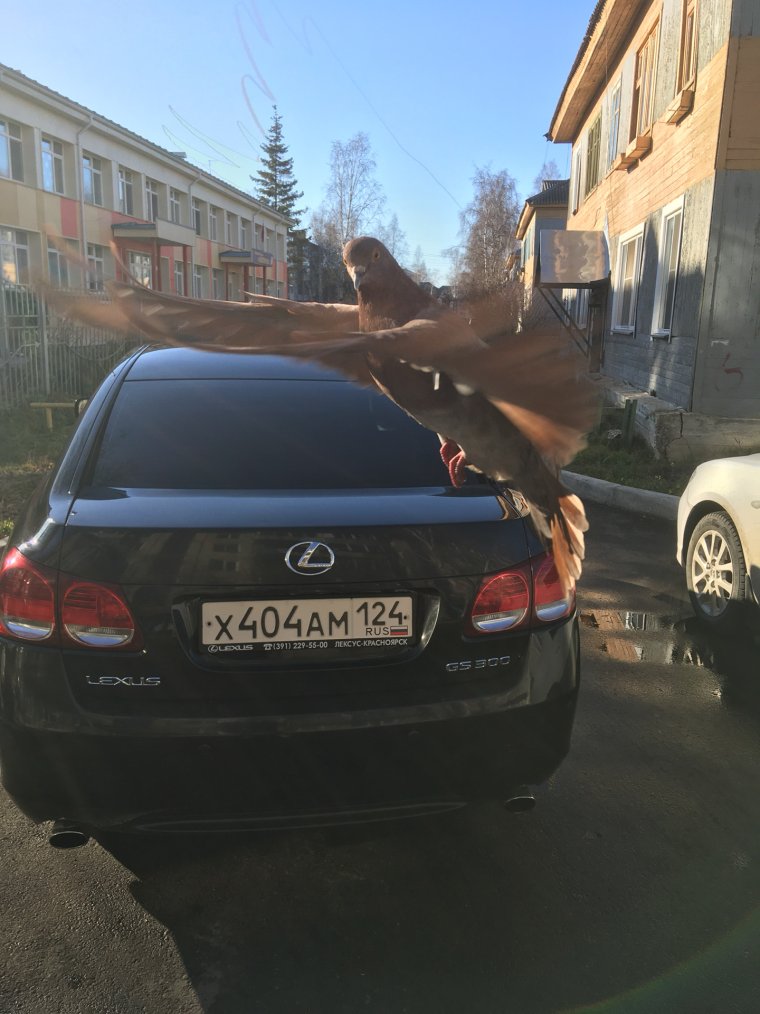 Лексус прикол