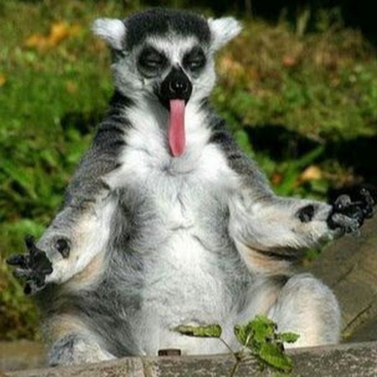Лемур збагойствие