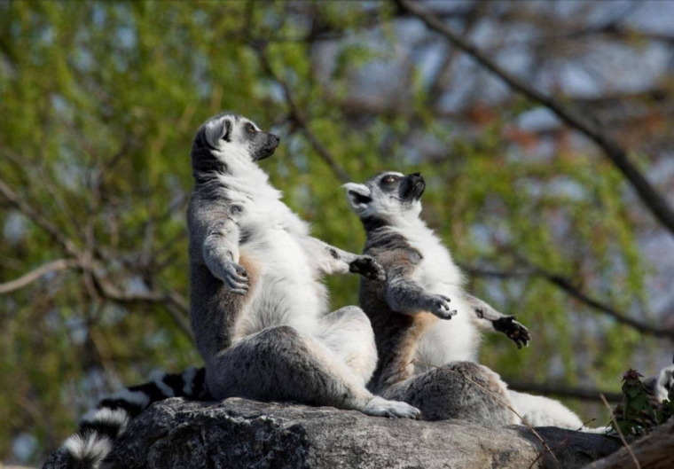 Спокойствие животные