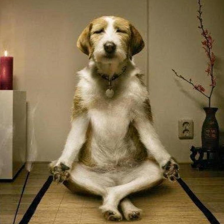 Собака медитация