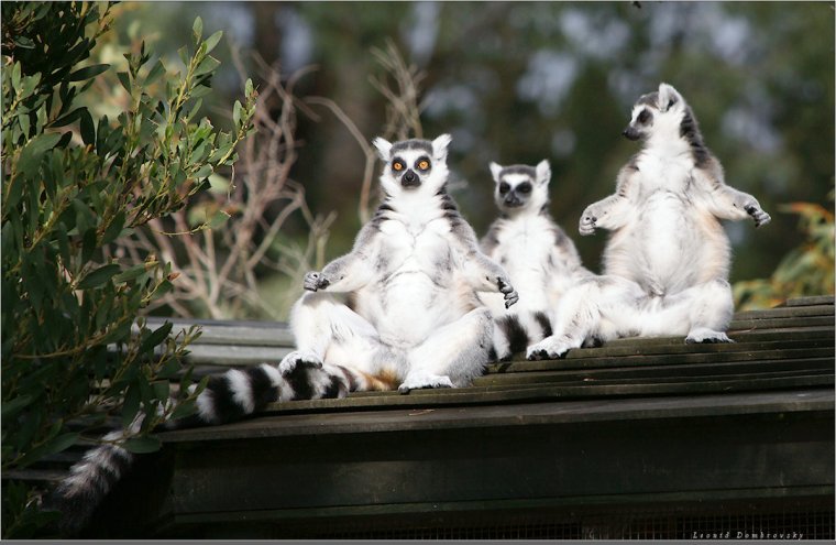 Медитация животные