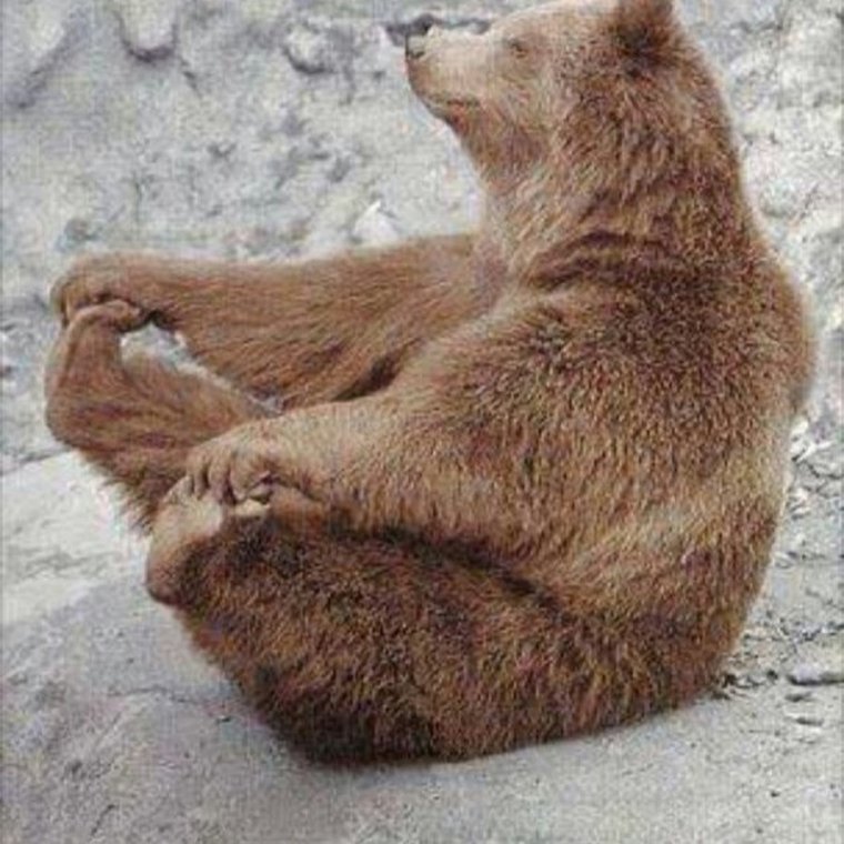 Животные медитируют