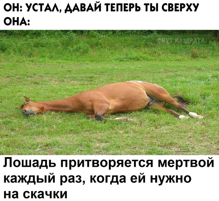 Лошадь претварилась мертвой