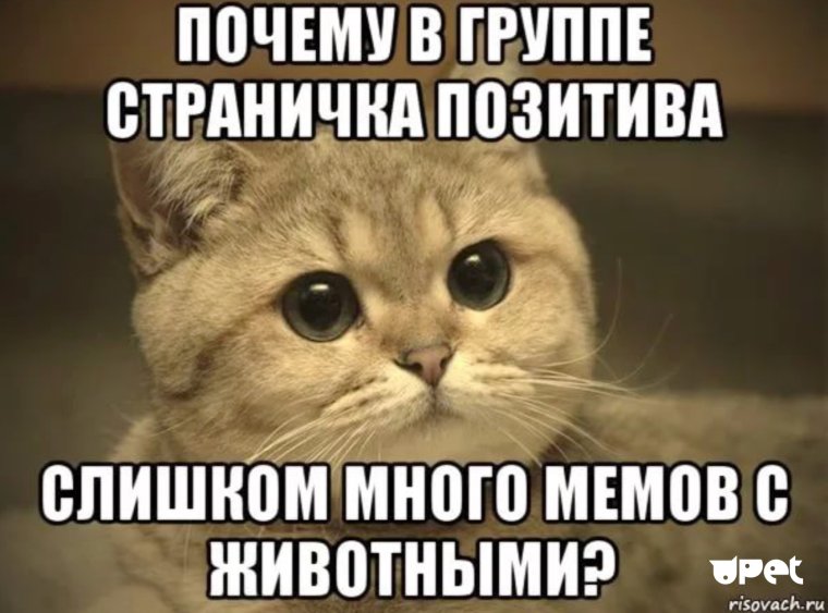 Выбери меня выбери меня