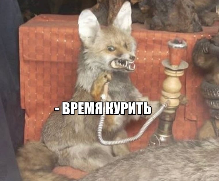 Упоротый Лис курит