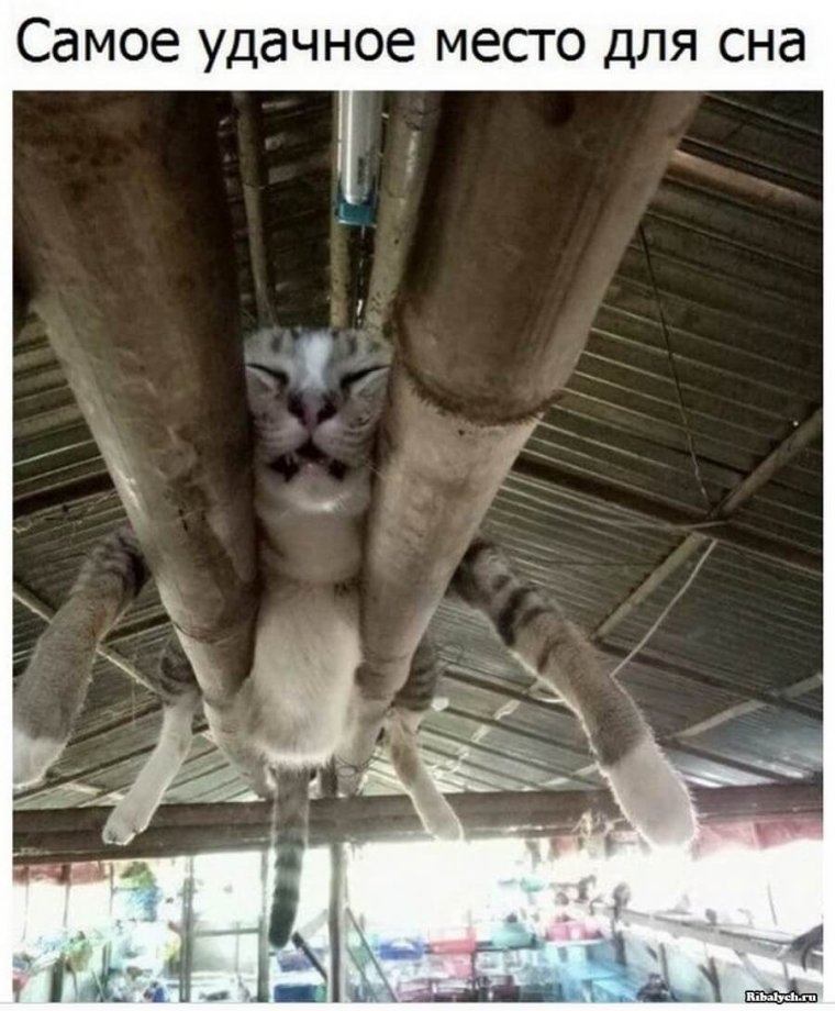 Кот тусовщик Мем