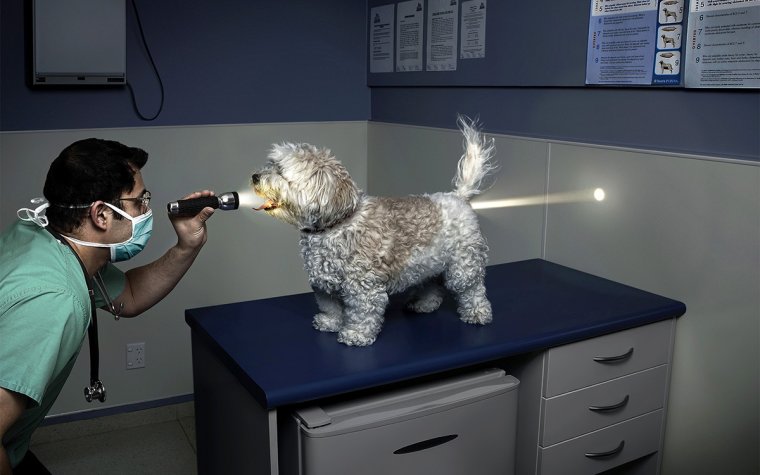 Собака Химик