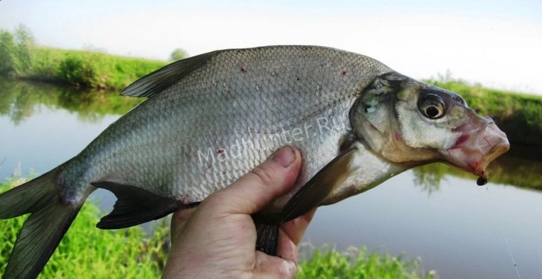 Лещ Амурский рыба