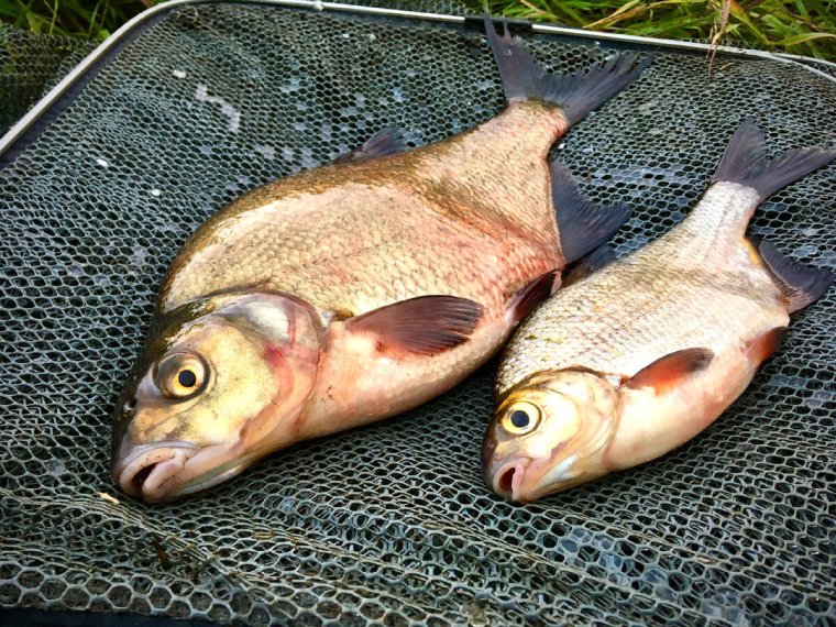 Прикормка для карпа Карп про