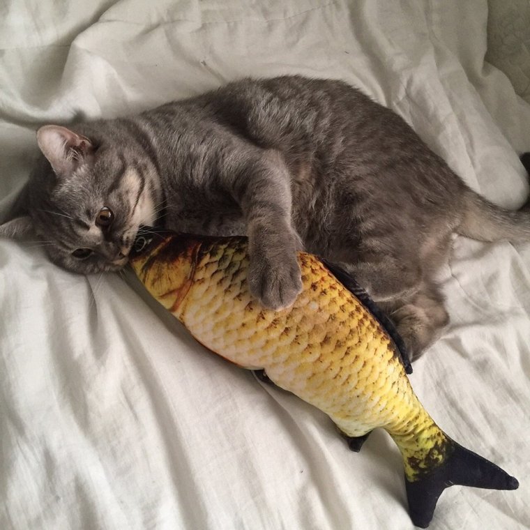 Кот с огромной рыбой