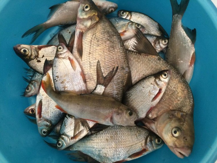 Ловля крупного леща