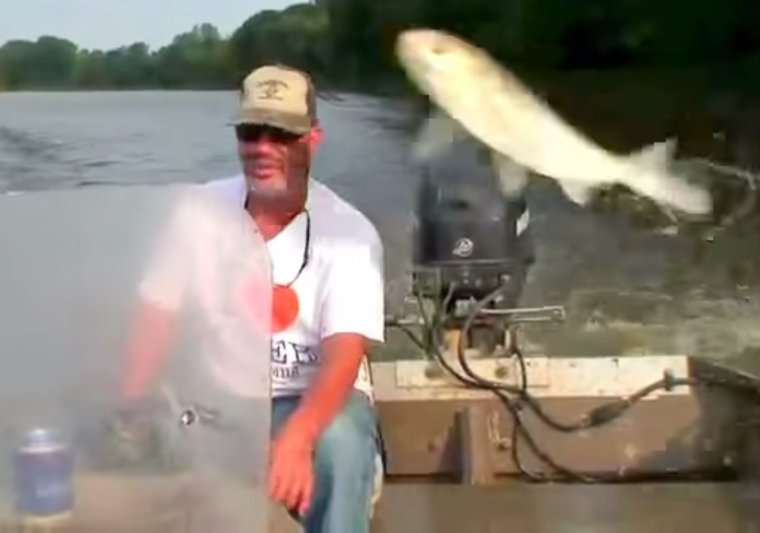 Черный Амурский лещ Megalobrama terminalis