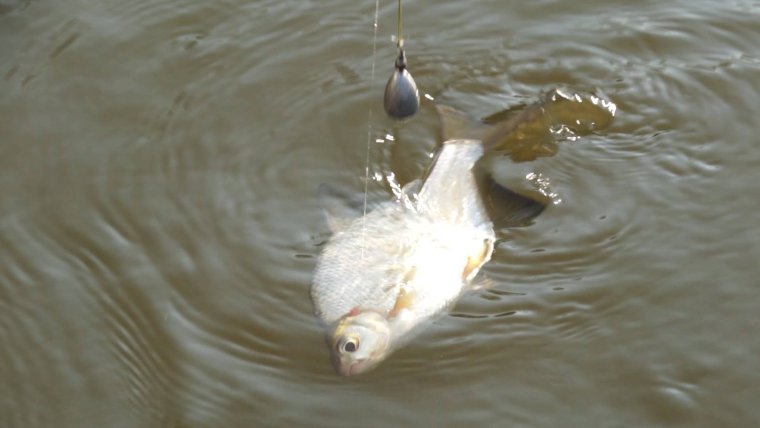 Рыба сорвалась гиф